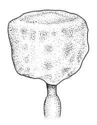 Gigaspermum repens, capsule. Drawn from W. Martin s.n., 24 Aug. 1955, CHR 566139 A.
 Image: R.C. Wagstaff © Landcare Research 2015 
